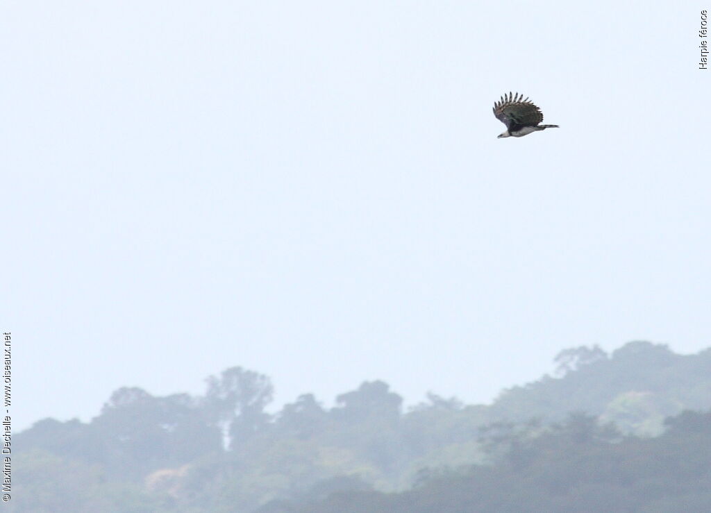 Harpy Eagle, Flight