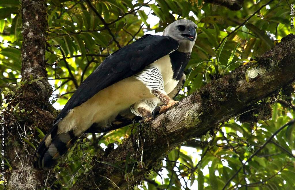 Harpy Eagle, identification