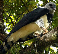 Harpy Eagle