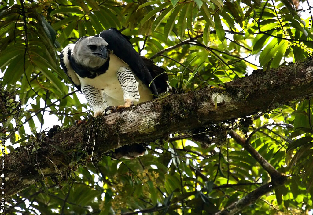 Harpie féroceadulte, identification