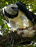 Harpy Eagle