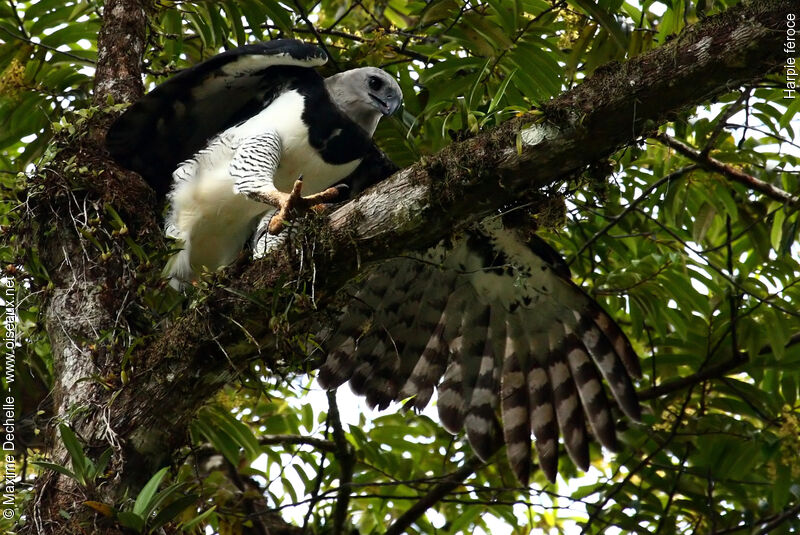 Harpy Eagle, identification