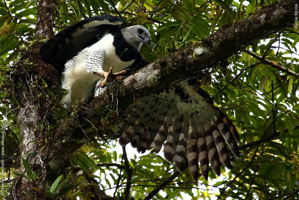 Harpie féroce, identification