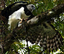 Harpy Eagle