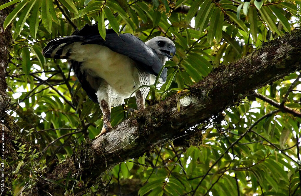 Harpie féroce, identification