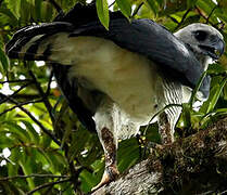 Harpy Eagle