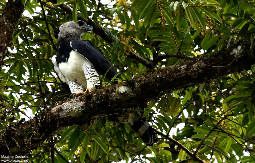 Harpie féroceadulte, habitat, pigmentation