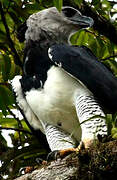 Harpy Eagle