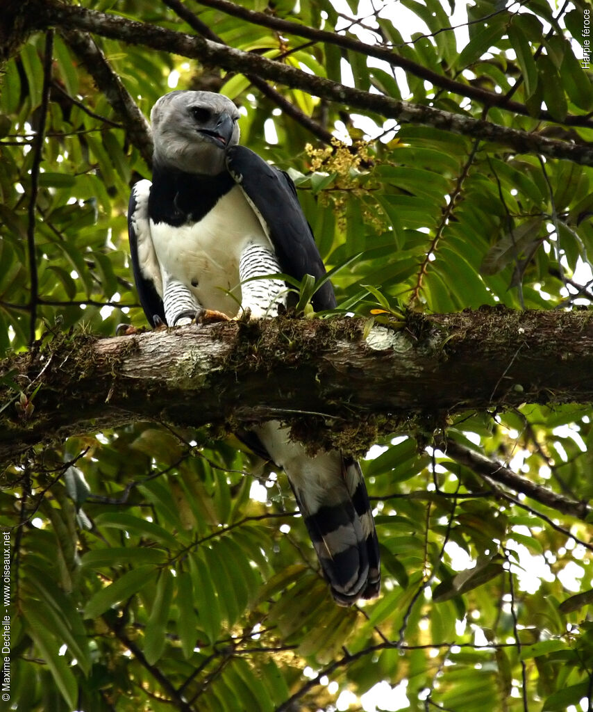 Harpie féroce, identification