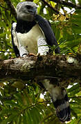 Harpy Eagle