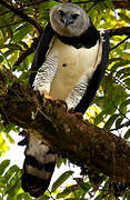 Harpy Eagle