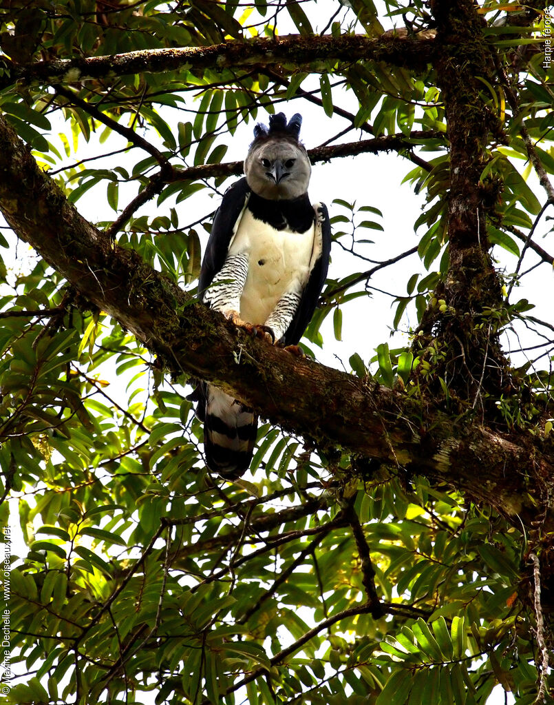 Harpie féroce, identification, Comportement