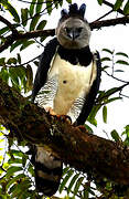 Harpy Eagle