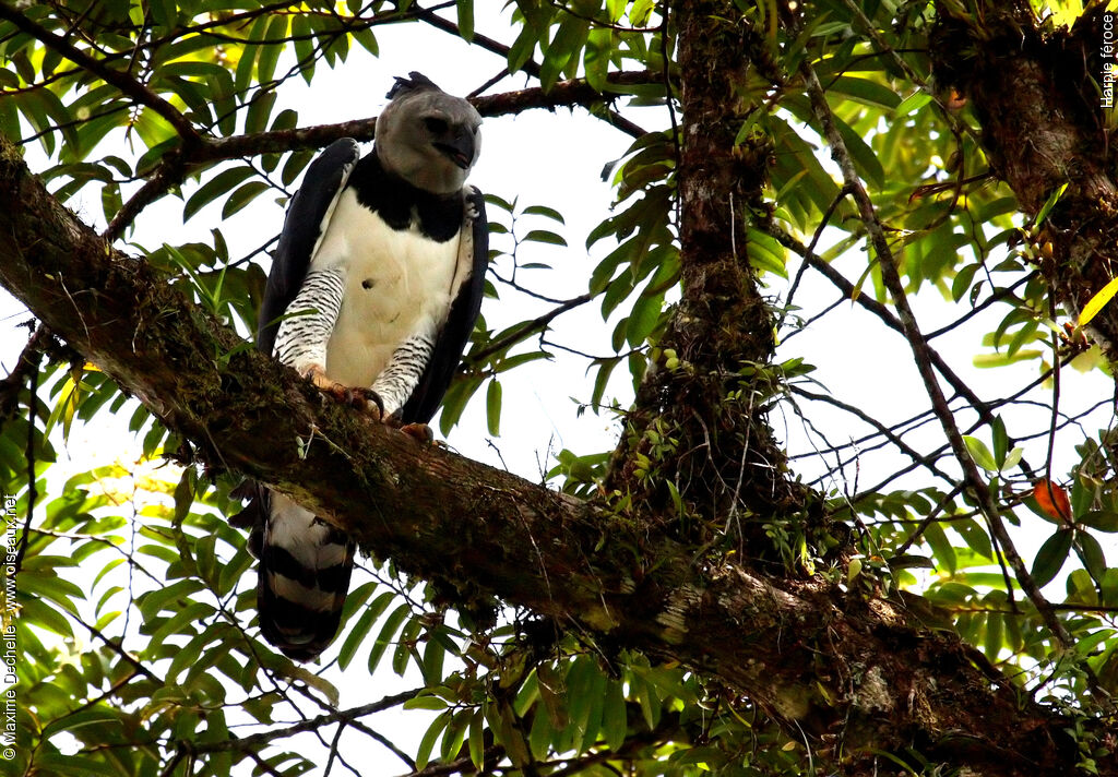 Harpy Eagle, identification