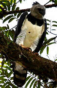 Harpy Eagle