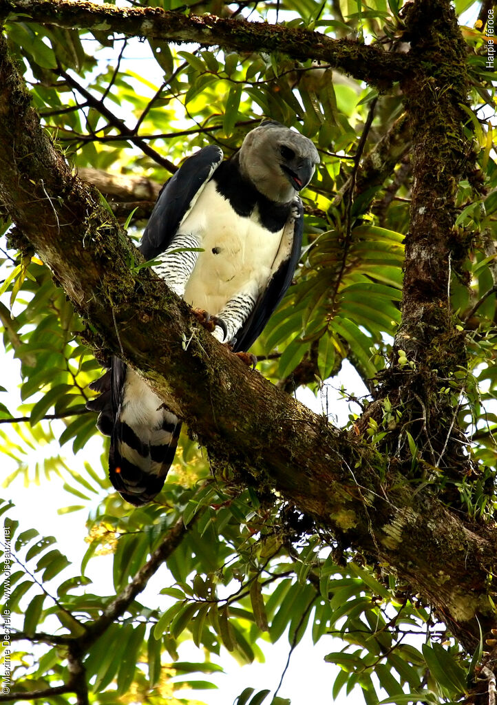 Harpy Eagleadult, identification