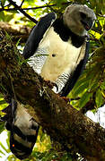 Harpy Eagle