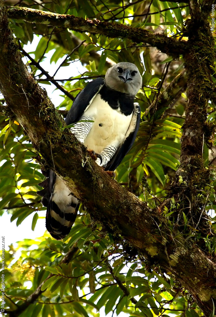 Harpy Eagle, identification