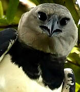 Harpy Eagle