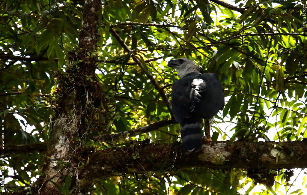 Harpy Eagle, identification