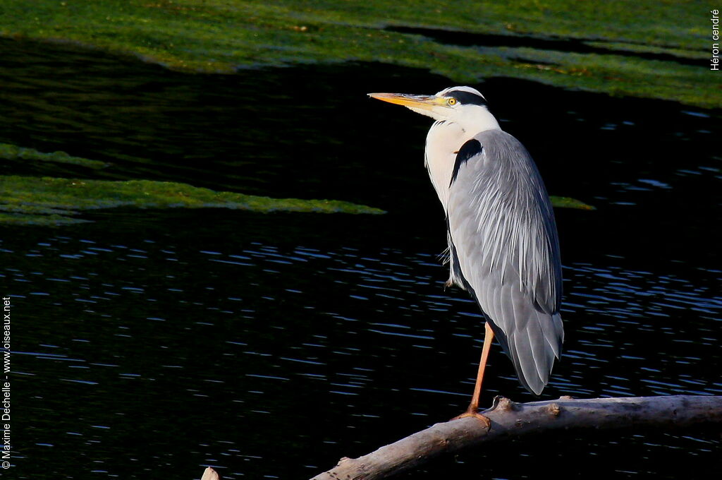 Grey Heronadult