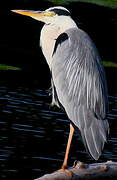 Grey Heron