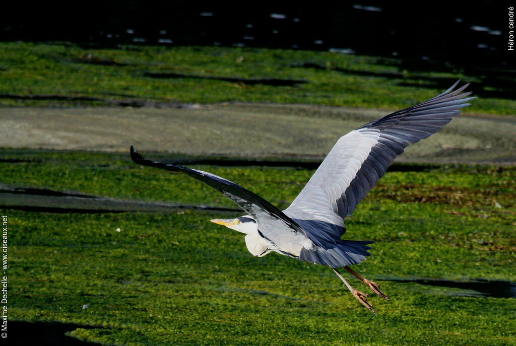 Grey Heron, Flight