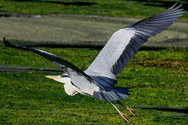 Grey Heron