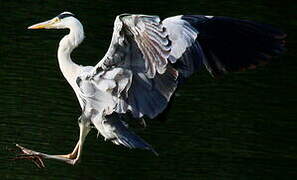 Grey Heron