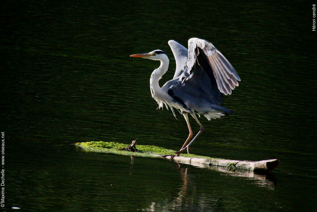 Grey Heron