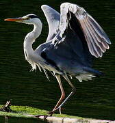 Grey Heron