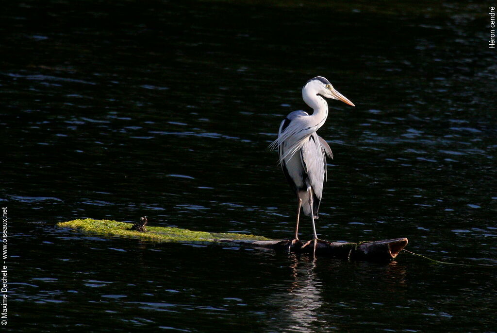 Grey Heron