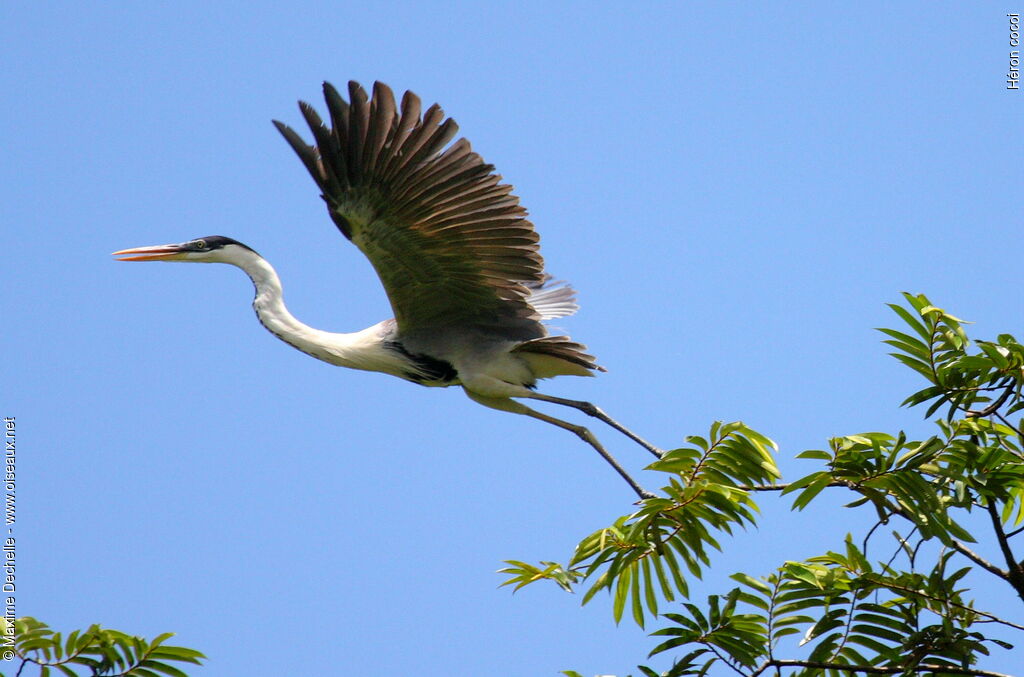 Cocoi Heronadult, Flight