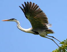 Cocoi Heron