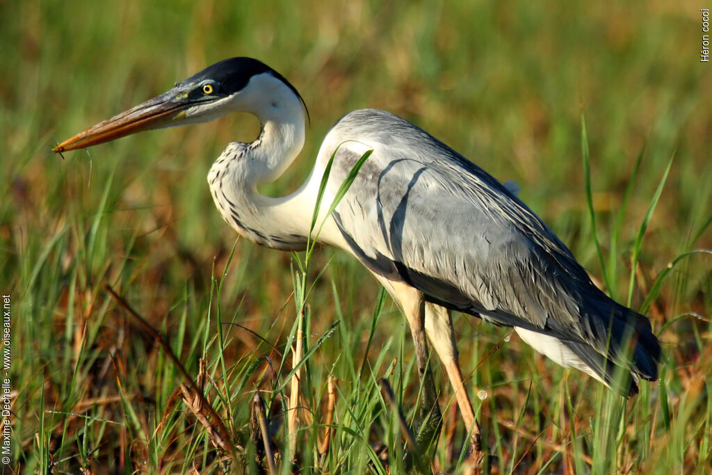 Cocoi Heronadult, identification, feeding habits