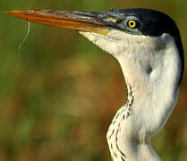 Cocoi Heron