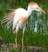 Western Cattle Egret