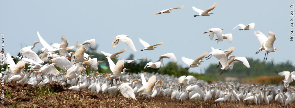 Western Cattle Egret, identification, Flight, Behaviour