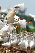 Western Cattle Egret