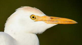 Western Cattle Egret