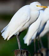 Western Cattle Egret