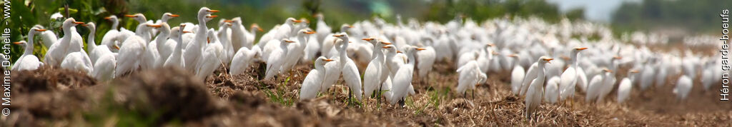 Western Cattle Egret, identification, Behaviour