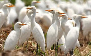 Western Cattle Egret