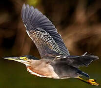 Striated Heron