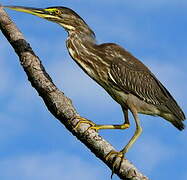 Striated Heron