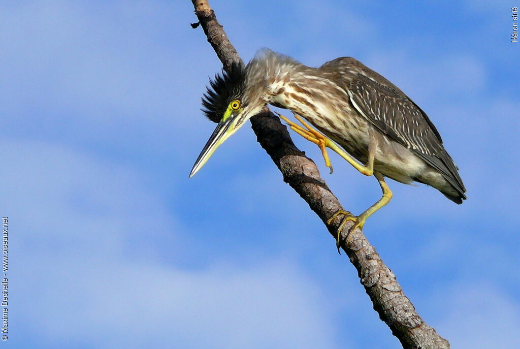 Striated Heronimmature, Behaviour