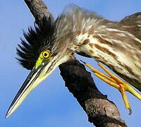 Striated Heron