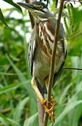 Striated Heron