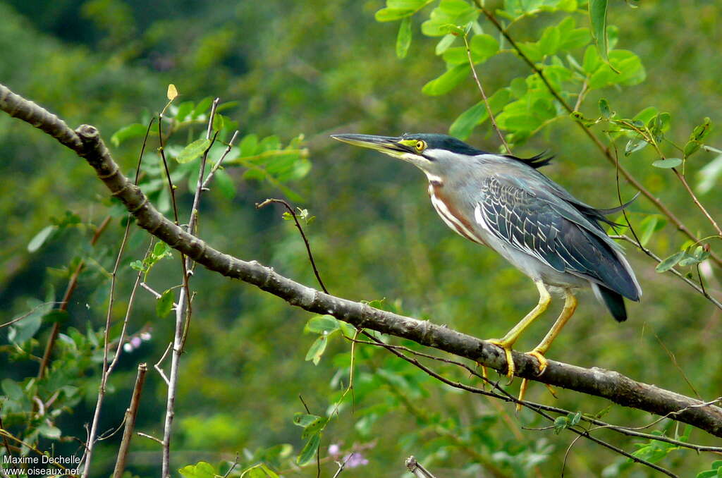 Héron striéadulte nuptial, identification