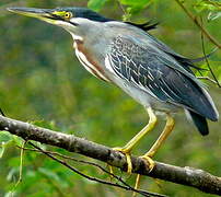 Striated Heron